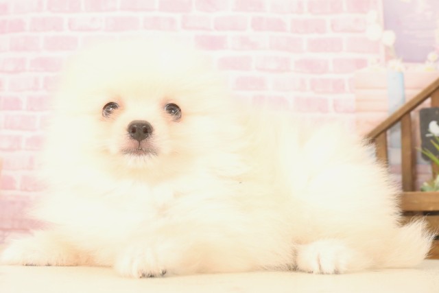 宮崎県のポメラニアン (Coo&RIKU宮崎店/2025年7月2日生まれ/男の子/クリーム)の子犬の3枚目の画像