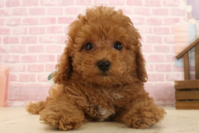 福岡県のトイプードル(トイ) (Coo&RIKU福岡東店/2025年7月2日生まれ/男の子/アプリコット)の子犬