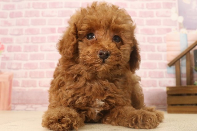 福岡県のトイプードル(トイ) (Coo&RIKU行橋店/2025年7月2日生まれ/男の子/アプリコット)の子犬