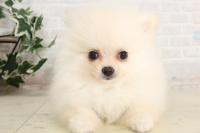 鹿児島県のポメラニアン (Coo&RIKU鹿児島店/2025年6月30日生まれ/男の子/クリーム)の子犬