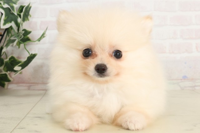 鹿児島県のポメラニアン (Coo&RIKU霧島店/2025年6月30日生まれ/男の子/クリーム)の子犬