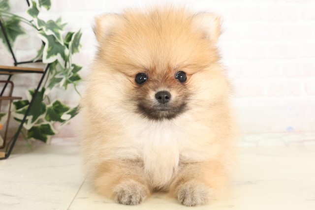 福岡県のポメラニアン (Coo&RIKU福岡東店/2025年6月30日生まれ/男の子/ウルフセーブル)の子犬