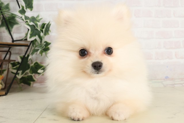 鹿児島県のポメラニアン (Coo&RIKU鹿屋店/2025年6月30日生まれ/女の子/クリーム)の子犬