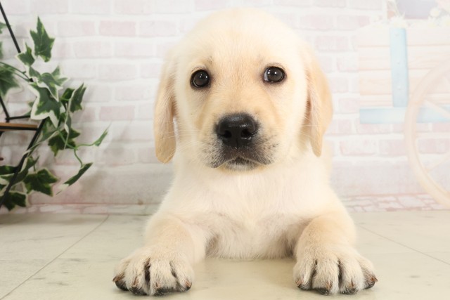 福岡県のラブラドールレトリーバー (Coo&RIKU筑後店/2025年7月1日生まれ/男の子/イエロー)の子犬