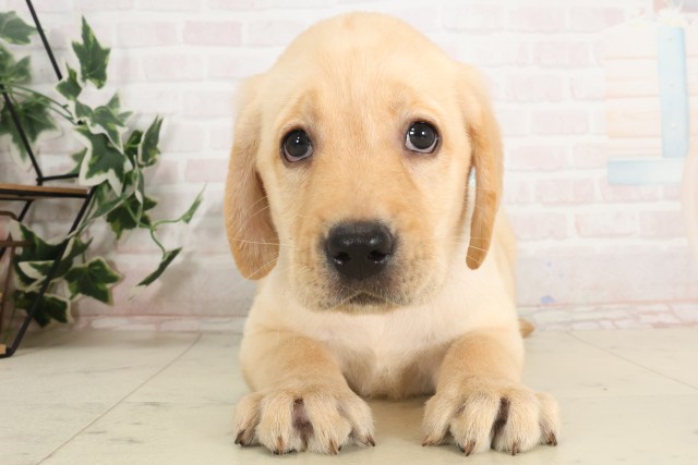 福岡県のラブラドールレトリーバー (Coo&RIKU福岡東店/2025年7月1日生まれ/男の子/イエロー)の子犬