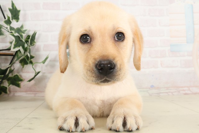 大分県のラブラドールレトリーバー (Coo&RIKU大分店/2025年7月1日生まれ/男の子/イエロー)の子犬