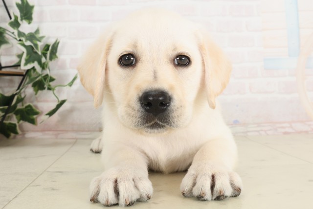 鹿児島県のラブラドールレトリーバー (Coo&RIKU鹿屋店/2025年7月1日生まれ/女の子/イエロー)の子犬