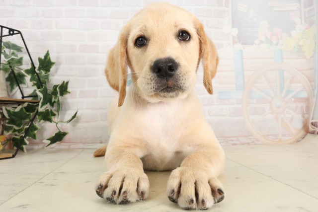 福岡県のラブラドールレトリーバー (Coo&RIKU黒崎店/2025年6月12日生まれ/男の子/イエロー)の子犬