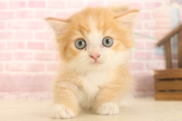 福岡県のマンチカン (Coo&RIKU筑後店/2025年6月29日生まれ/男の子/レッドタビーホワイト)の子猫