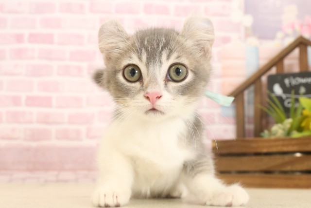 福岡県のキンカロー (Coo&RIKU福岡東店/2025年5月28日生まれ/男の子/ブルータビーホワイト)の子猫の1枚目の画像
