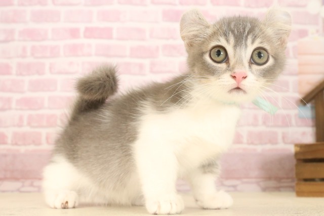 福岡県のキンカロー (Coo&RIKU福岡東店/2025年5月28日生まれ/男の子/ブルータビーホワイト)の子猫の2枚目の画像