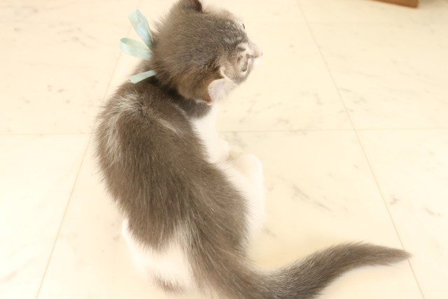 福岡県のキンカロー (Coo&RIKU福岡東店/2025年5月28日生まれ/男の子/ブルータビーホワイト)の子猫の4枚目の画像