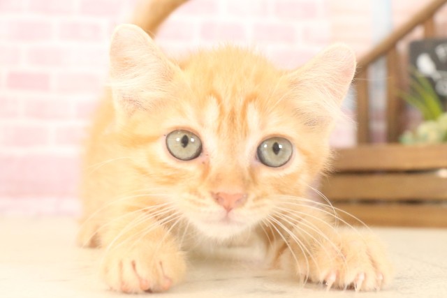福岡県のアメリカンカール (Coo&RIKU福岡西店/2025年6月13日生まれ/女の子/レッドタビー)の子猫