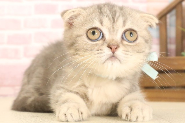 長崎県のフォールデックス (Coo&RIKU長崎浜町店/2025年6月3日生まれ/男の子/ブルータビー)の子猫