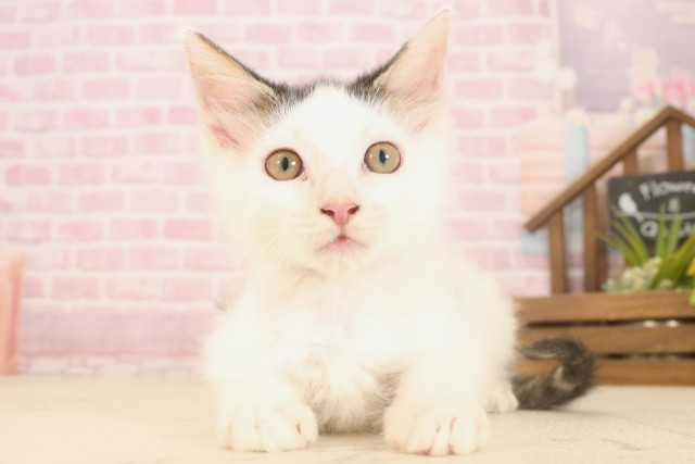 鹿児島県のメインクーン (Coo&RIKU霧島店/2025年6月9日生まれ/男の子/ブラックホワイト)の子猫