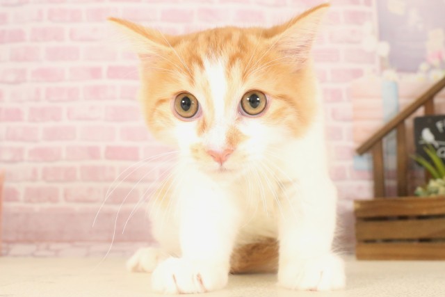 福岡県のノルウェージャンフォレストキャット (Coo&RIKU行橋店/2025年4月12日生まれ/男の子/レッドタビーホワイト)の子猫
