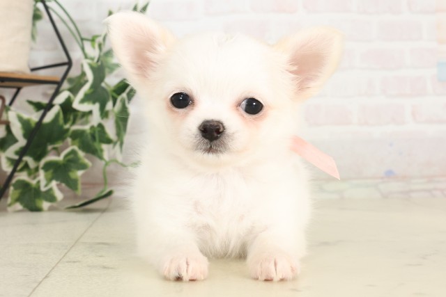 福岡県のチワワ(ロング) (Coo&RIKU筑後店/2025年6月26日生まれ/女の子/ホワイトクリーム)の子犬