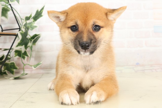 鹿児島県の豆柴 (Coo&RIKU鹿児島店/2025年6月30日生まれ/女の子/赤)の子犬