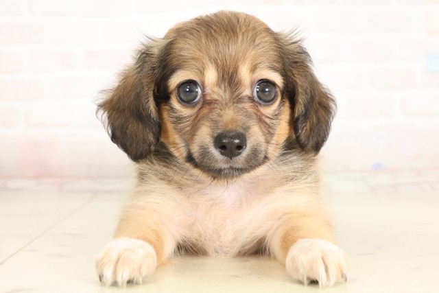 大分県のチワックス(チワワ×ダックス) (Coo&RIKU大分店/2025年7月1日生まれ/男の子/フォーン)の子犬