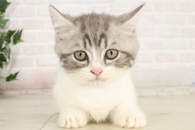 鹿児島県のマンチカン (Coo&RIKU霧島店/2025年7月1日生まれ/男の子/ブルータビーホワイト)の子猫