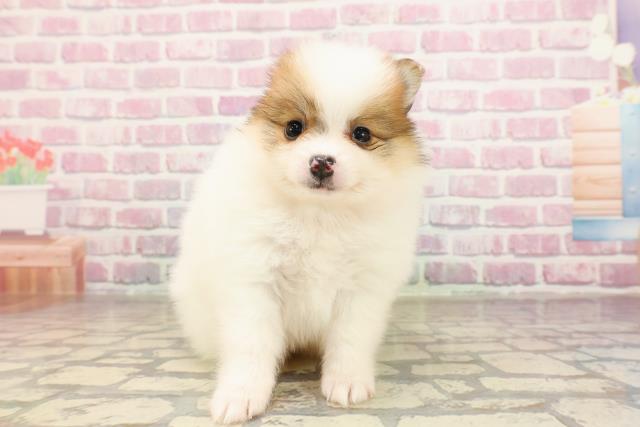 東京都のポメラニアン (Coo&RIKU立川店/2025年7月1日生まれ/女の子/パーティーカラー)の子犬の1枚目の画像