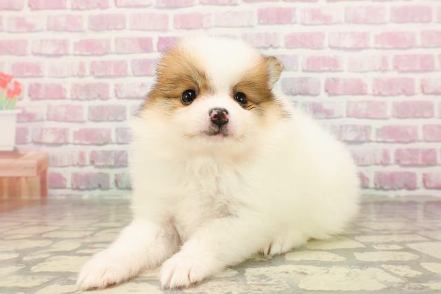 東京都のポメラニアン (Coo&RIKU立川店/2025年7月1日生まれ/女の子/パーティーカラー)の子犬の2枚目の画像