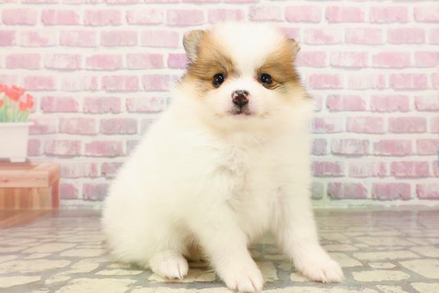 東京都のポメラニアン (Coo&RIKU立川店/2025年7月1日生まれ/女の子/パーティーカラー)の子犬の3枚目の画像