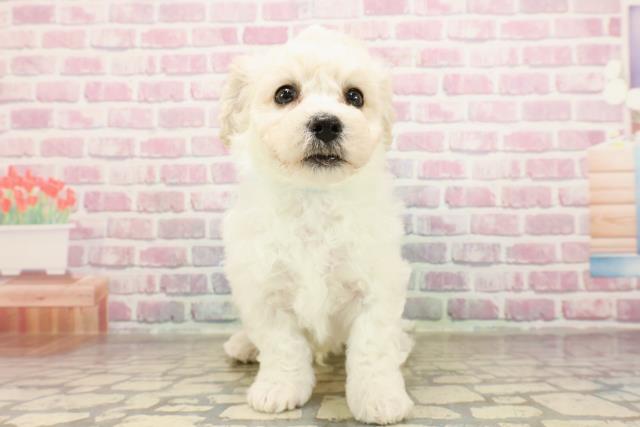 埼玉県のビションフリーゼ (Coo&RIKUアニマルケアセンター大宮/2025年7月1日生まれ/男の子/ホワイト)の子犬の1枚目の画像