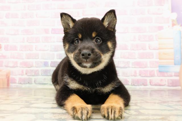 東京都の豆柴 (Coo&RIKU広尾店/2025年6月28日生まれ/女の子/黒)の子犬