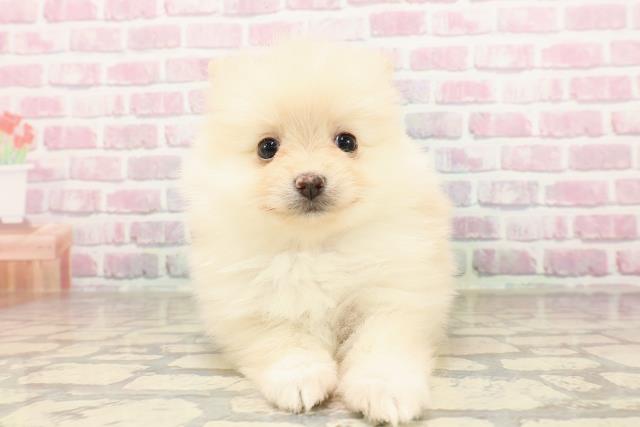 東京都のポメラニアン (Coo&RIKU立川店/2025年7月1日生まれ/女の子/クリーム)の子犬の1枚目の画像