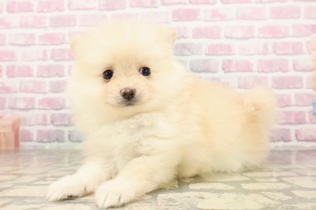 東京都のポメラニアン (Coo&RIKU立川店/2025年7月1日生まれ/女の子/クリーム)の子犬の2枚目の画像