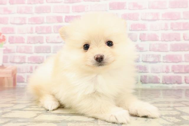 東京都のポメラニアン (Coo&RIKU立川店/2025年7月1日生まれ/女の子/クリーム)の子犬の3枚目の画像