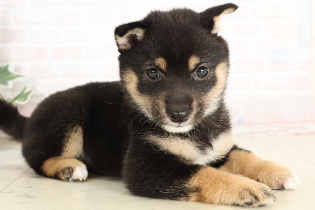 埼玉県の豆柴 (Coo&RIKU桶川店/2025年3月29日生まれ/女の子/黒)の子犬の2枚目の画像