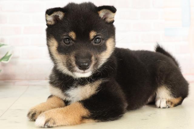 埼玉県の豆柴 (Coo&RIKU桶川店/2025年3月29日生まれ/女の子/黒)の子犬の3枚目の画像