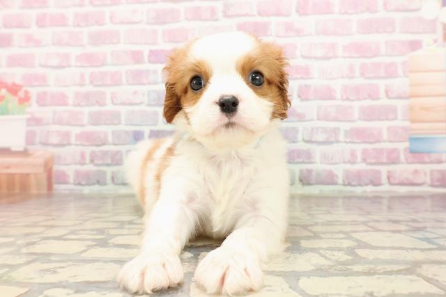 埼玉県のキャバリアキングチャールズスパニエル (Coo&RIKUアニマルケアセンター大宮/2025年6月27日生まれ/男の子/ブレンハイム)の子犬の1枚目の画像