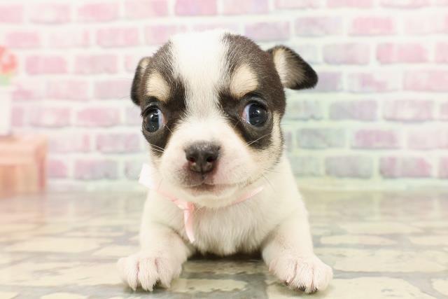 東京都のチワワ(スムース) (Coo&RIKU赤坂店/2025年7月1日生まれ/女の子/ホワイトブラックタン)の子犬
