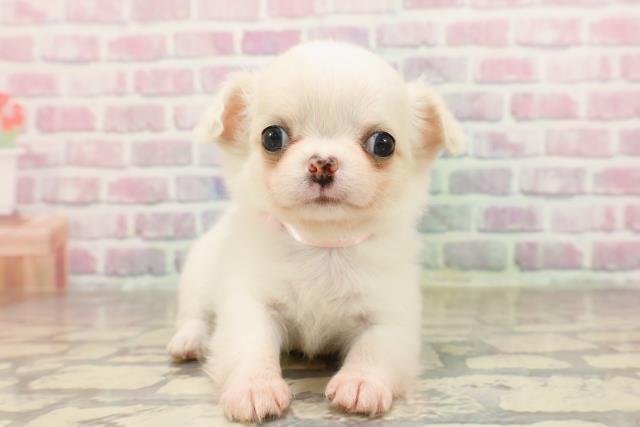 東京都のチワワ(ロング) (Coo&RIKU赤坂店/2025年6月30日生まれ/女の子/クリーム)の子犬