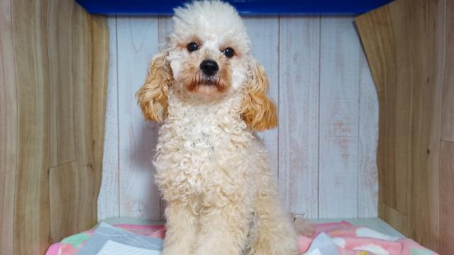 トイ・プードル