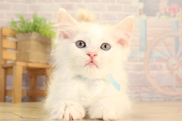 愛知県のスコティッシュストレート (Coo&RIKU東海一宮店/2025年6月28日生まれ/男の子/クリームタビーホワイトバン)の子猫の1枚目の画像