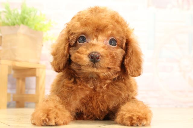 岐阜県のトイプードル(トイ) (Coo&RIKU岐南店/2025年7月1日生まれ/男の子/レッドフォーン)の子犬の1枚目の画像