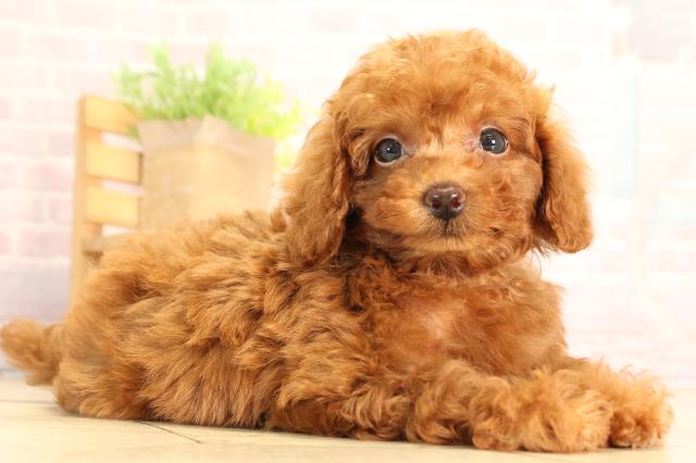 岐阜県のトイプードル(トイ) (Coo&RIKU岐南店/2025年7月1日生まれ/男の子/レッドフォーン)の子犬の2枚目の画像