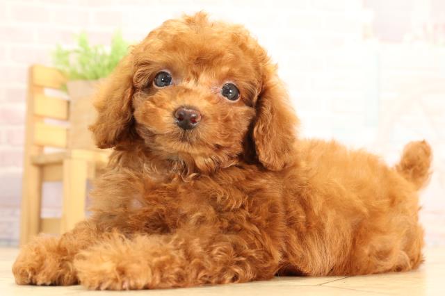 岐阜県のトイプードル(トイ) (Coo&RIKU岐南店/2025年7月1日生まれ/男の子/レッドフォーン)の子犬の3枚目の画像