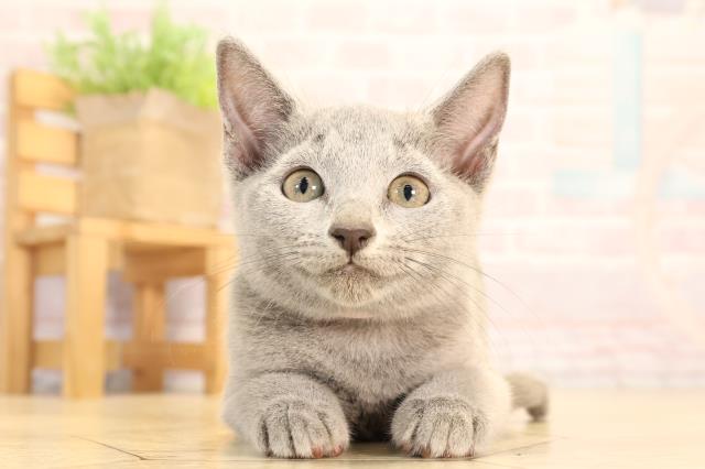 岐阜県のロシアンブルー (Coo&RIKU各務原店/2025年6月25日生まれ/女の子/ブルー)の子猫の1枚目の画像