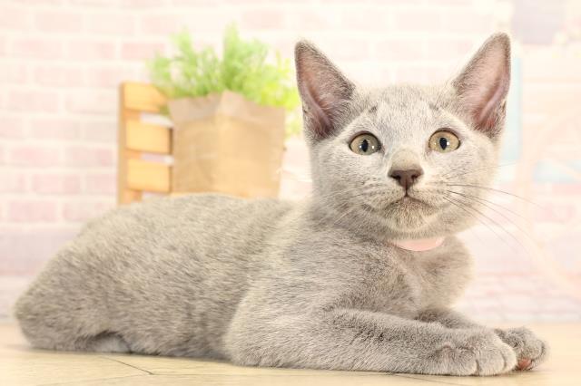 岐阜県のロシアンブルー (Coo&RIKU各務原店/2025年6月25日生まれ/女の子/ブルー)の子猫の2枚目の画像