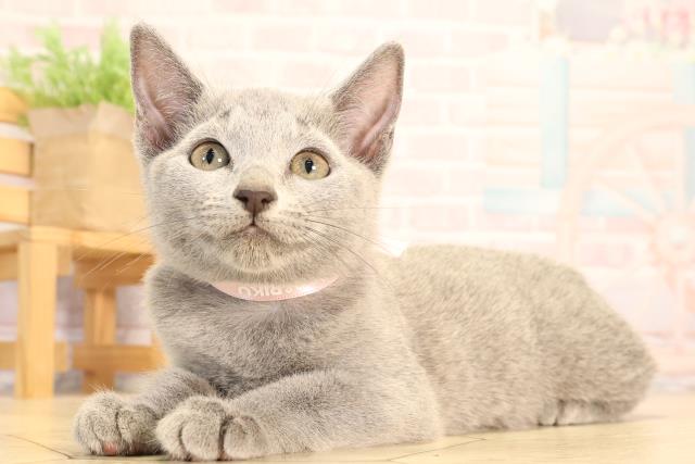 岐阜県のロシアンブルー (Coo&RIKU各務原店/2025年6月25日生まれ/女の子/ブルー)の子猫の3枚目の画像