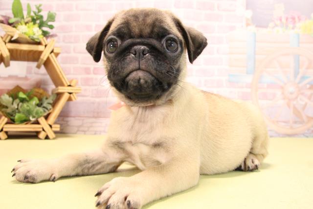 愛知県のパグ (Coo&RIKU東海一宮店/2025年7月1日生まれ/女の子/フォーン)の子犬の3枚目の画像