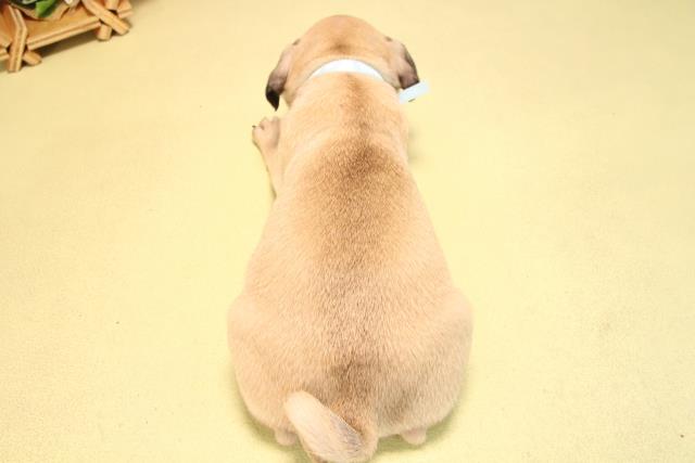 岐阜県のパグ (Coo&RIKU岐南店/2025年7月1日生まれ/男の子/フォーン)の子犬の4枚目の画像