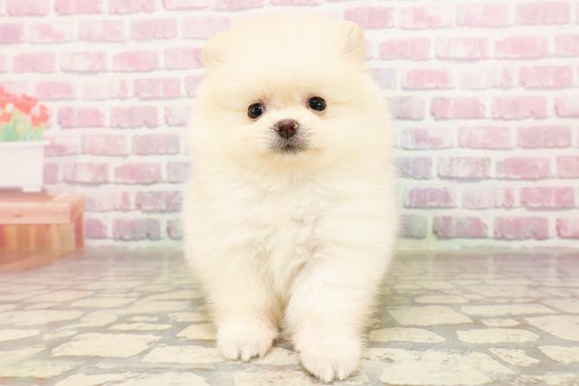 埼玉県のポメラニアン (Coo&RIKUアニマルケアセンター大宮/2025年7月3日生まれ/女の子/クリーム)の子犬