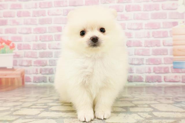 埼玉県のポメラニアン (Coo&RIKUアニマルケアセンター大宮/2025年7月3日生まれ/女の子/クリーム)の子犬