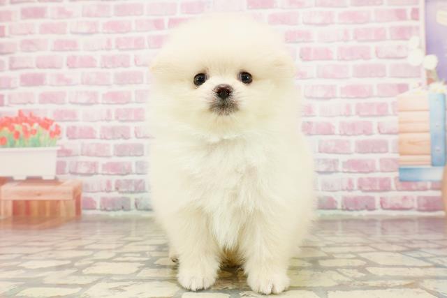 神奈川県のポメラニアン (Coo&RIKU秦野店/2025年7月3日生まれ/男の子/クリーム)の子犬の1枚目の画像